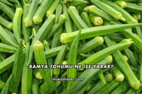 Bamya Tohumu Ne İşe Yarar?