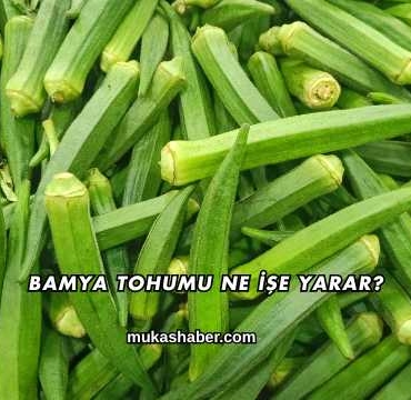 Bamya Tohumu Ne İşe Yarar?