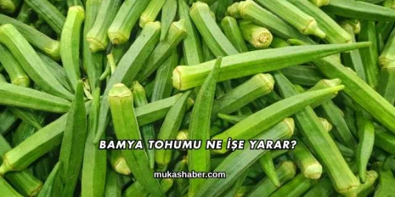 Bamya Tohumu Ne İşe Yarar?