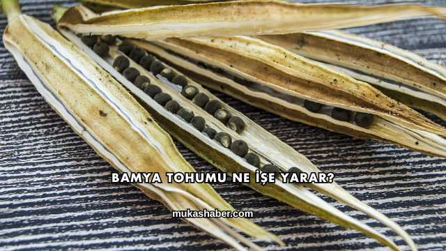 Bamya Tohumu Ne İşe Yarar?