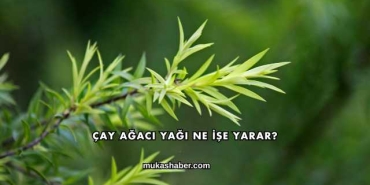 Çay Ağacı Yağı Ne İşe Yarar?