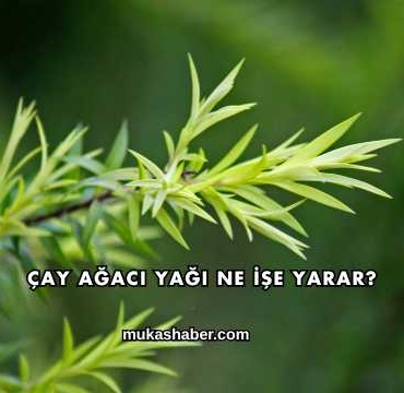 Çay Ağacı Yağı Ne İşe Yarar?