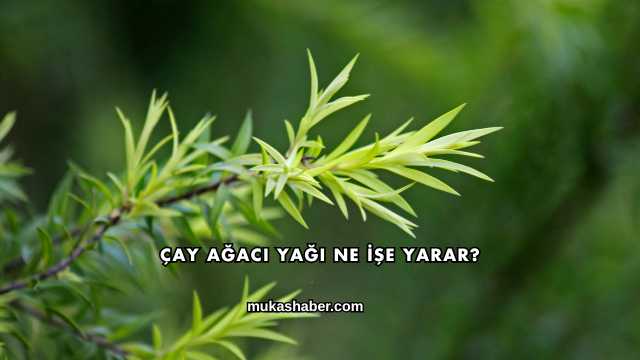 Çay Ağacı Yağı Ne İşe Yarar?