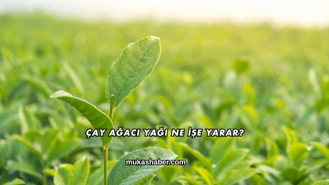 Çay Ağacı Yağı Ne İşe Yarar?