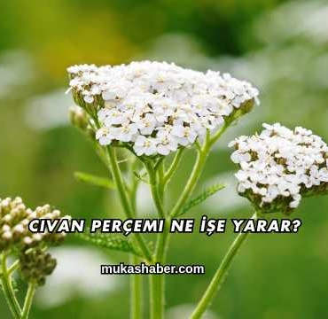 Civan Perçemi Ne İşe Yarar?