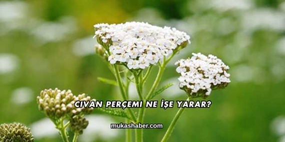 Civan Perçemi Ne İşe Yarar?