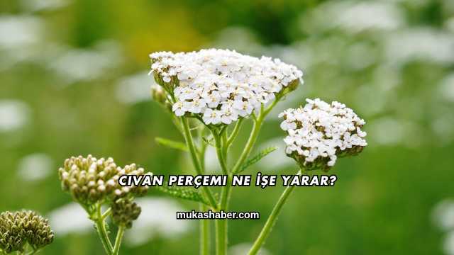Civan Perçemi Ne İşe Yarar?