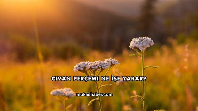 Civan Perçemi Ne İşe Yarar?