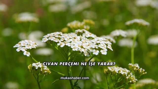 Civan Perçemi Ne İşe Yarar?