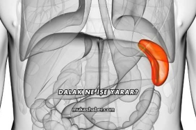 Dalak Ne İşe Yarar?