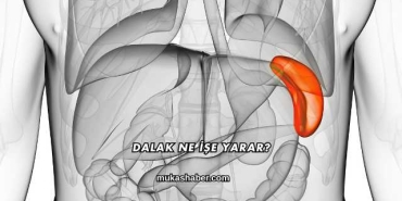 Dalak Ne İşe Yarar?