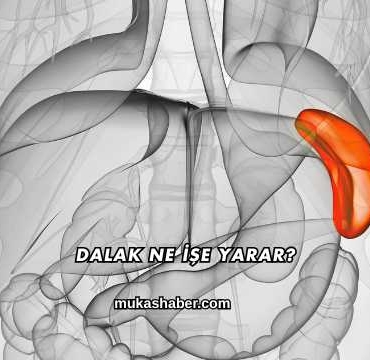 Dalak Ne İşe Yarar?