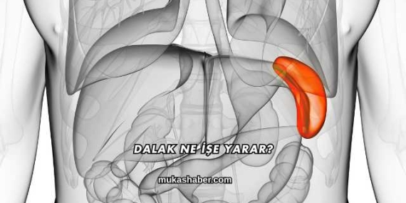 Dalak Ne İşe Yarar?