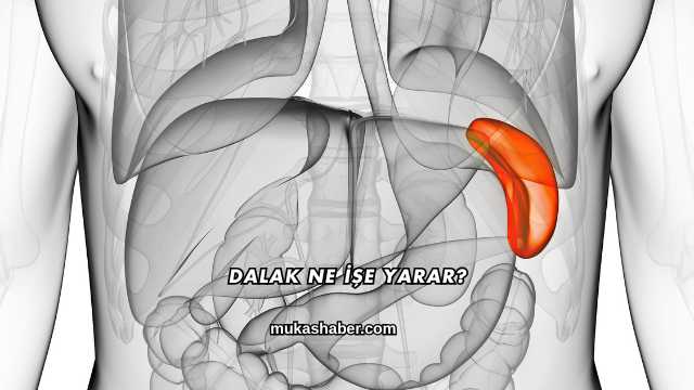 Dalak Ne İşe Yarar?