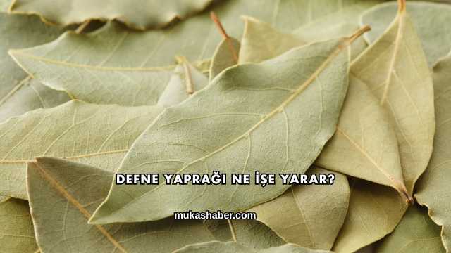 Defne Yaprağı Ne İşe Yarar?
