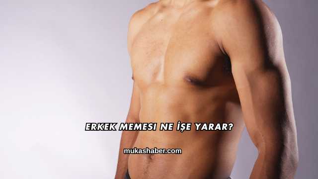 Erkek Memesi Ne İşe Yarar?