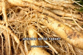Ginseng Ne İşe Yarar?