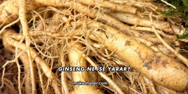 Ginseng Ne İşe Yarar?