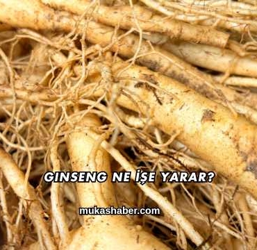 Ginseng Ne İşe Yarar?