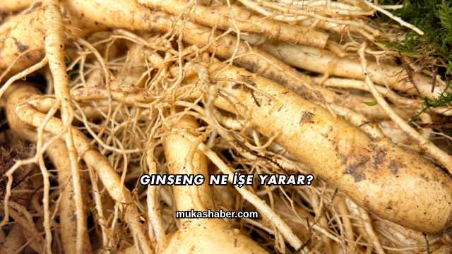 Ginseng Ne İşe Yarar?