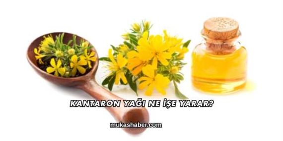 Kantaron Yağı Ne İşe Yarar?