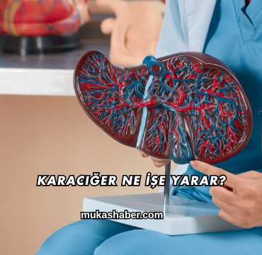 Karaciğer Ne İşe Yarar?