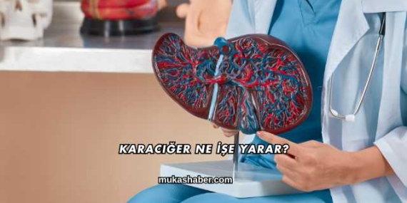 Karaciğer Ne İşe Yarar?