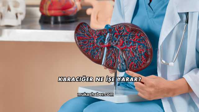 Karaciğer Ne İşe Yarar?