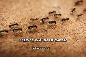 Karınca Yağı Ne İşe Yarar?