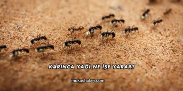 Karınca Yağı Ne İşe Yarar?