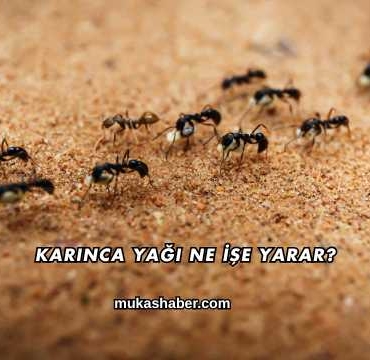 Karınca Yağı Ne İşe Yarar?