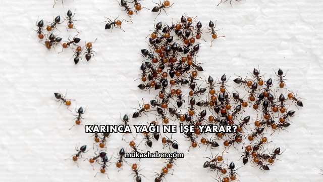 Karınca Yağı Ne İşe Yarar?
