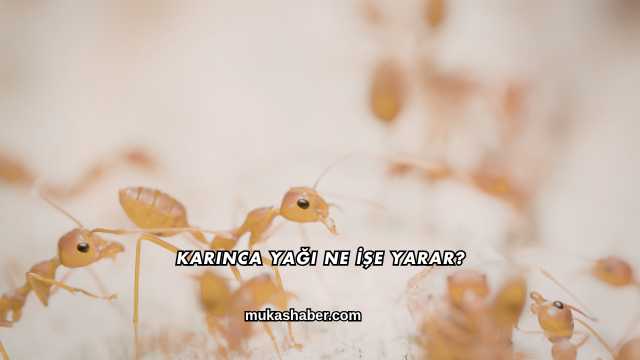 Karınca Yağı Ne İşe Yarar?