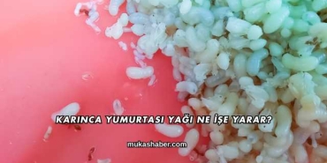 Karınca Yumurtası Yağı Ne İşe Yarar?