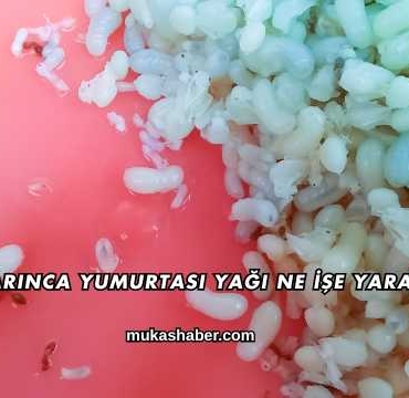 Karınca Yumurtası Yağı Ne İşe Yarar?
