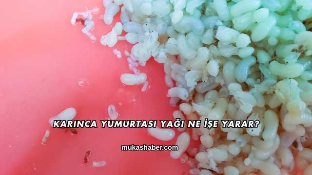 Karınca Yumurtası Yağı Ne İşe Yarar?