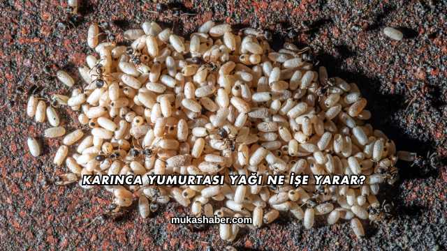 Karınca Yumurtası Yağı Ne İşe Yarar?
