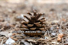 Kozalak Macunu Ne İşe Yarar?