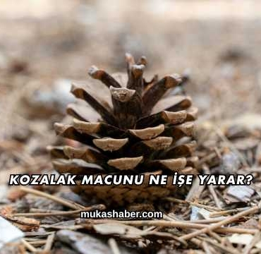 Kozalak Macunu Ne İşe Yarar?