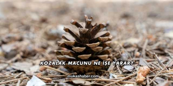 Kozalak Macunu Ne İşe Yarar?