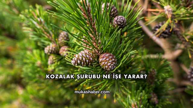 Kozalak Şurubu Ne İşe Yarar?