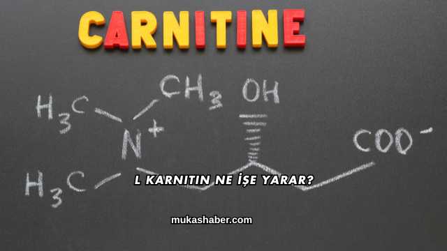 L Karnitin Ne İşe Yarar?