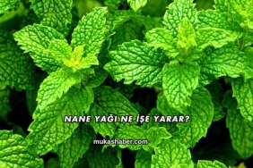Nane Yağı Ne İşe Yarar?