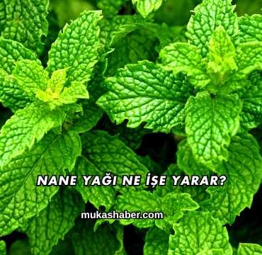 Nane Yağı Ne İşe Yarar?