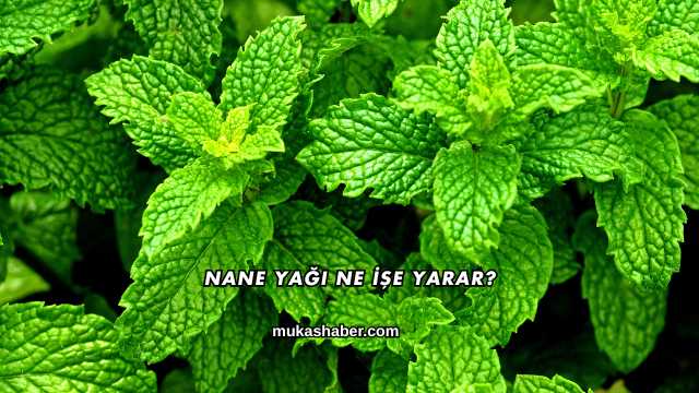 Nane Yağı Ne İşe Yarar?