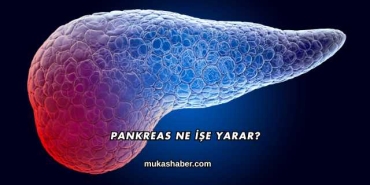 Pankreas Ne İşe Yarar?