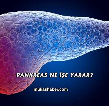Pankreas Ne İşe Yarar?