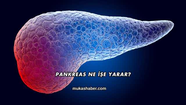 Pankreas Ne İşe Yarar?