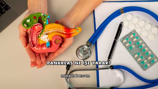 Pankreas Ne İşe Yarar?