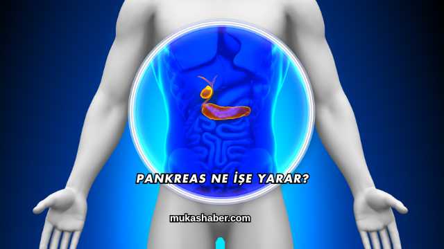 Pankreas Ne İşe Yarar?